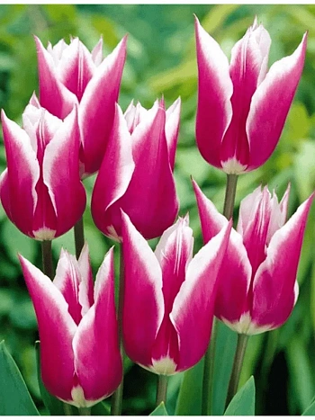 Тюльпан Claudia