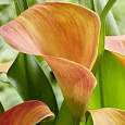 Калла Orange Pride