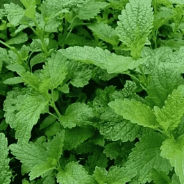 Мята колосистая Almira