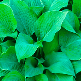 Хоста Marmalade on Toast