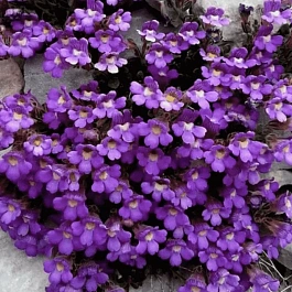 Хеноринум душицелистный Blue Dream