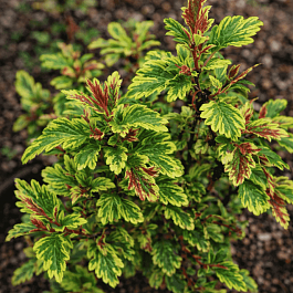 Пузыреплодник калинолистный Chameleon