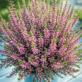 Вереск обыкновенный Rosa Elisa