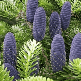 Пихта корейская