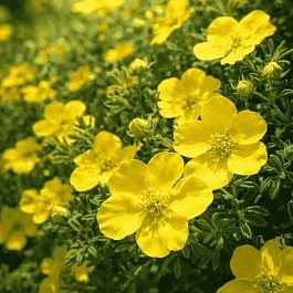 Лапчатка кустарниковая Goldstar