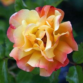 Роза парковая Бонанза