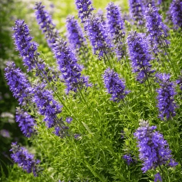 Иссоп лекарственный Nectar Blue