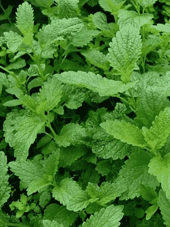 Мята колосистая Almira