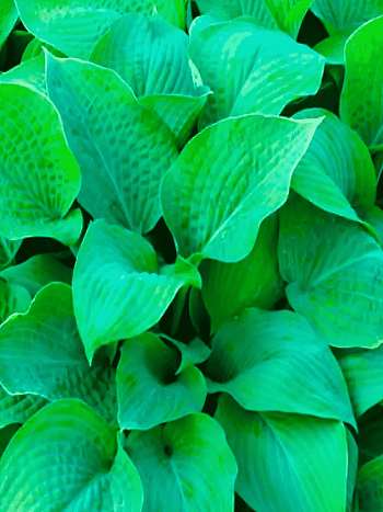 Хоста Marmalade on Toast