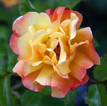 Роза парковая Бонанза Роза парковая Бонанза