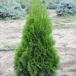 Туя западная