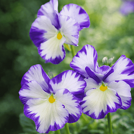 Виола рогатая Rebecca