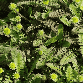 Лептинелла лапчатковая