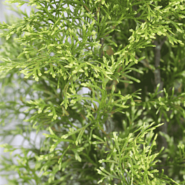 Туя западная Smaragd Light White