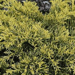 Можжевельник средний Golden Saucer