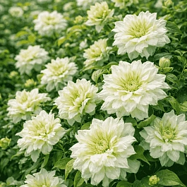 Клематис гибридный Duchess of Edinburgh