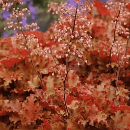 Гейхера Orange Berry Ruffles