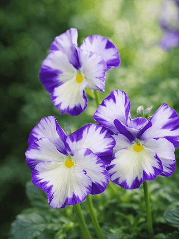 Виола рогатая Rebecca