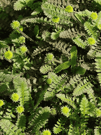 Лептинелла лапчатковая