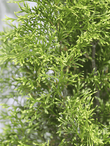 Туя западная Smaragd Light White