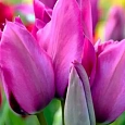 Тюльпан Purple Bouguet