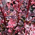 Барбарис Тунберга Harlequin