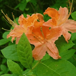 Рододендрон ноготковидный