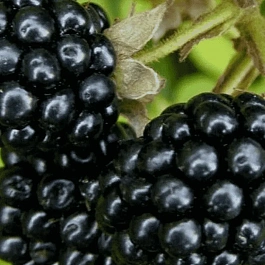Ежевика садовая Витачи