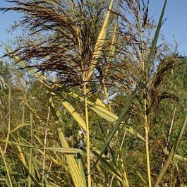 Тростник южный Variegatus