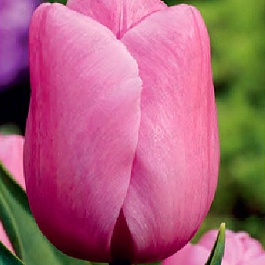 Тюльпан Триумф Holland beauty