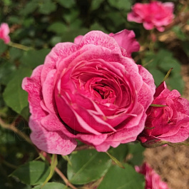 Роза канадская парковая Модэн Руби Роза канадская парковая Модэн Руби