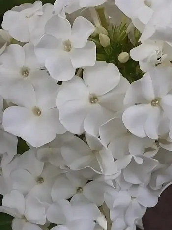 Флокс метельчатый Rembrandt