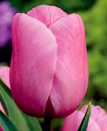 Тюльпан Триумф Holland beauty