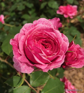 Роза канадская парковая Модэн Руби