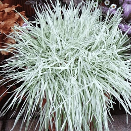 Бухарник мягкий Jackdaws Cream