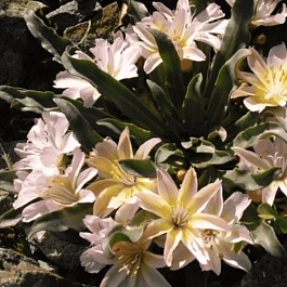 Левизия длиннолепестковая Little Peach