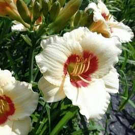 Лилейник Briliant Circle