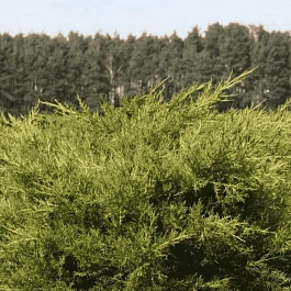 Можжевельник китайский Kuriwao Gold