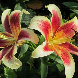 Лилия ОТ-гибрид Пэшн Мун