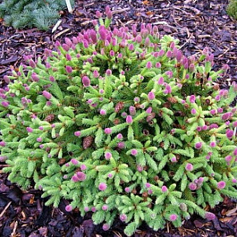 Ель обыкновенная Пуш