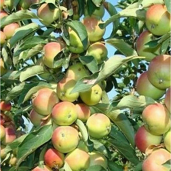 Яблоня колоновидная Грушевая Качалкина