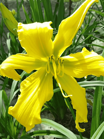 Лилейник Ben Bachman