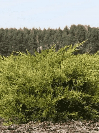 Можжевельник китайский Kuriwao Gold