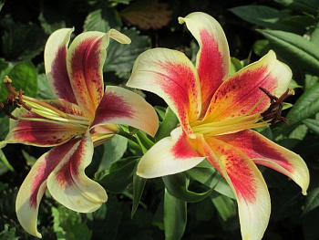 Лилия ОТ-гибрид Пэшн Мун