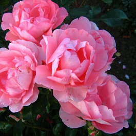 Роза флорибунда Мейян Жарден де Франс