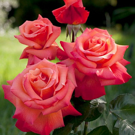 Роза чайно-гибридная Христофор Колумб (Rose Christophe Colomb)