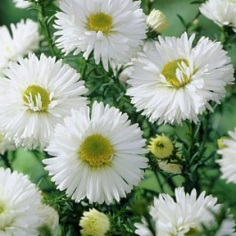 Астра новобельгийская Сэм Бенхем