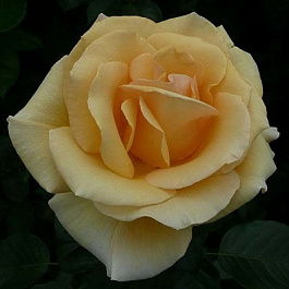 Роза Глориос Штамб