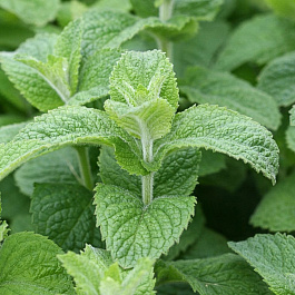 Мята Помо НАБОР 2ШТ