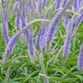 Вероникаструм виргинский Apollo